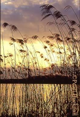 SUNSET THROUGH MARGINAL REEDS. Farnham, Surrey, 
England, UK

Keywords: dusk plant lake scenic water sunset 