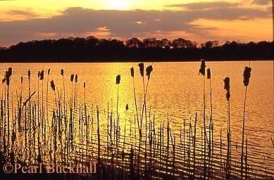 BACKLIT REEDMACE at SUNSET. Farnham, Surrey, 
England, UK

Keywords: dusk lake plant water reflection silhouette 
yellow backlight sunset gold

