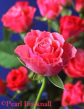 WATER DROPLETS on PINK ROSES selectively focused 
on the foreground flower

