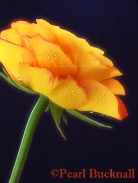 RED-FRINGED YELLOW ROSE with WATER DROPLETS 
backlit and softly diffused


