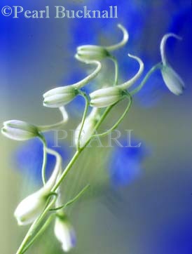 BUDS of DELPHINIUM BLUE SHADOW softly diffused 
against out-of-focus blue Delphinium flowers on a 
green background.  

