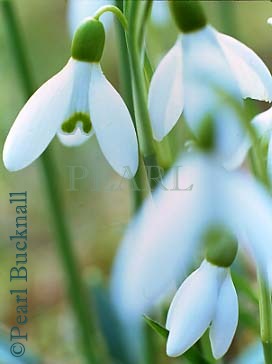 WILD SNOWDROPS (Galanthus nivalis) differentially 
focused on two flowers.  Hurstbourne Priors, 
Hampshire, England, UK
