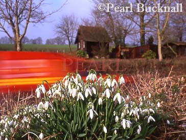 BUNCH of WILD SNOWDROPS (Galanthus nivalis) with a 
post van passing on a country lane. Hampshire, 
England, UK

