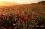 POPPIES in a filed at sunrise. Newton Valence, 
Hampshire, England, UK

Keywords: flowers red farmland nature dawn britain 
british wildflowers
