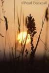 ORCHID at SUNSET. Lavant, Chichester, West Sussex, 
England, UK

Keywords: field agriculture summer dusk close up
