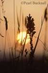 ORCHID at SUNSET. Lavant, Chichester, West Sussex, 
England, UK

Keywords: field agriculture summer dusk close up
