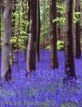 BLUEBELLS in a BEECH WOOD (Hyacinthoides non-
scriptus & Fagus sylvatica). West Stoke, West Sussex, 
England, UK

Keywords: flowers nature flowering plants seasonal 
spring trees wood woodland wildflowers

