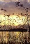 SUNSET THROUGH MARGINAL REEDS. Farnham, Surrey, 
England, UK

Keywords: dusk plant lake scenic water sunset 