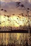 SUNSET THROUGH MARGINAL REEDS. Farnham, Surrey, 
England, UK

Keywords: dusk plant lake scenic water sunset 