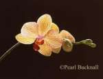 CLOSE-UP OF YELLOW ORCHID FLOWERS 
(Phalaenopsis)

Keywords: flower yellow plant nature still life
