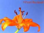 ORANGE LILY Lilium Brunello against a light blue  
background
