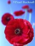 RANUNCULUS Pauline selectively focused on one  
flower

