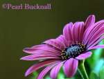 OSTEOSPERMUM -  SUNNY differentially focused on the 
gynoecium against a dark green background. UK

