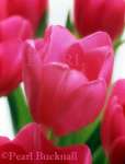 PINK TULIPA FLOWERS selectively focused on the 
central flower and back lit against a white background.  
Ash Vale, Surrey, England, UK


