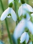 WILD SNOWDROPS (Galanthus nivalis) differentially 
focused on two flowers.  Hurstbourne Priors, 
Hampshire, England, UK

