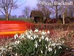 BUNCH of WILD SNOWDROPS (Galanthus nivalis) with a 
post van passing on a country lane. Hampshire, 
England, UK

