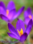 THREE PURPLE CROCUSES Crocus vernus growing in 
short grass in early spring. England, UK
