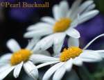 FLOWERS of ARGYRANTHEMUM WHITE STAR in close-
upand differentially focused against purple violets. UK

